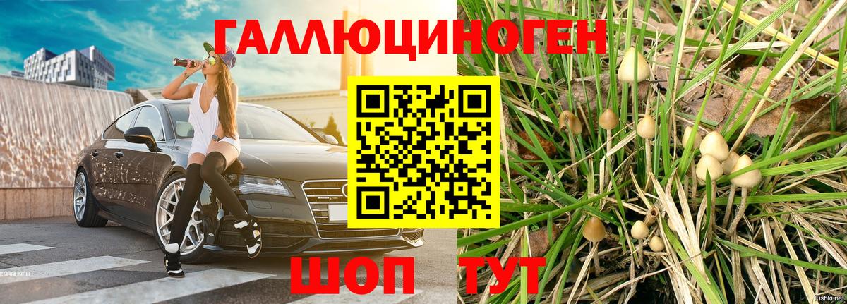 цена   Вход с VPN  Псилоцибиновые грибы мицелий  Кириши  Псилоцибиновые грибы GOLDEN TEACHER 